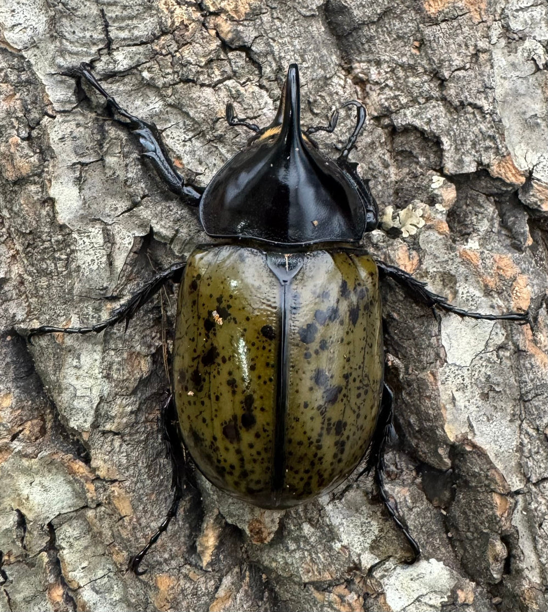 【WF2】《モロンオオカブト 60mm B品ペア》