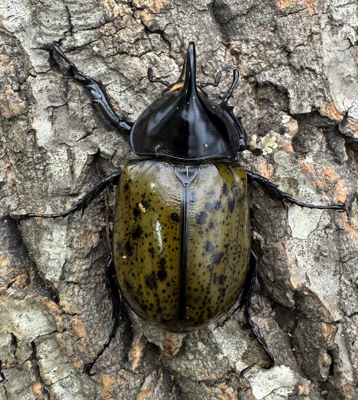 【WF2】《モロンオオカブト 60mm B品ペア》