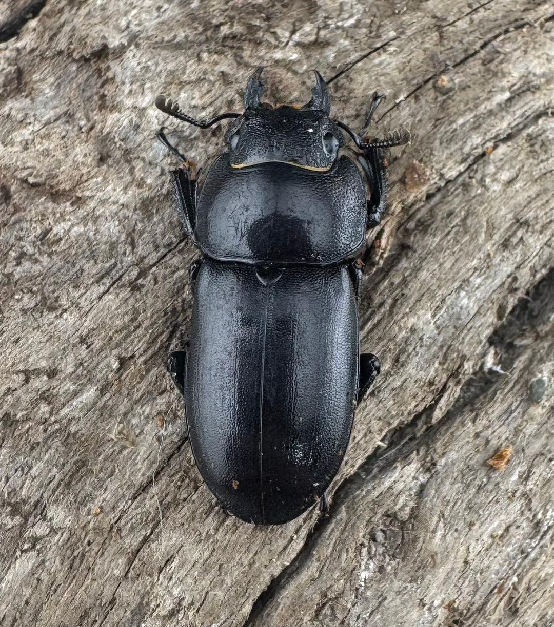 【WD】《トンキンノコギリヒラタ 海南省産 49.5mm ペア》