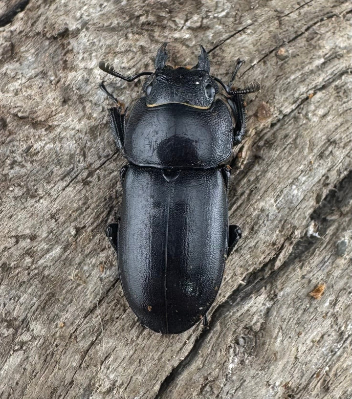 【WD】《トンキンノコギリヒラタ 海南省産 49.5mm ペア》