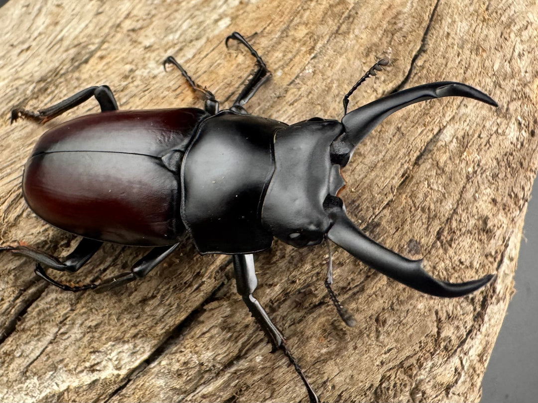 【WD】《ドンキエルコクワ原名亜種 チベット産 53mm ペア》