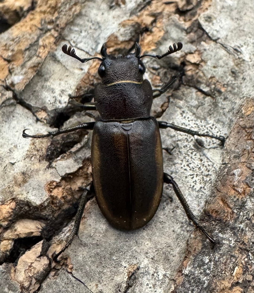 【WD】《モンタネルスホソアカクワガタ 37.5mm ペア》