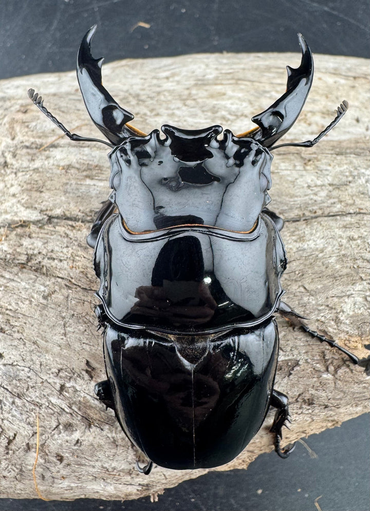 《レギウスオオツヤクワガタ 80mm ペア》