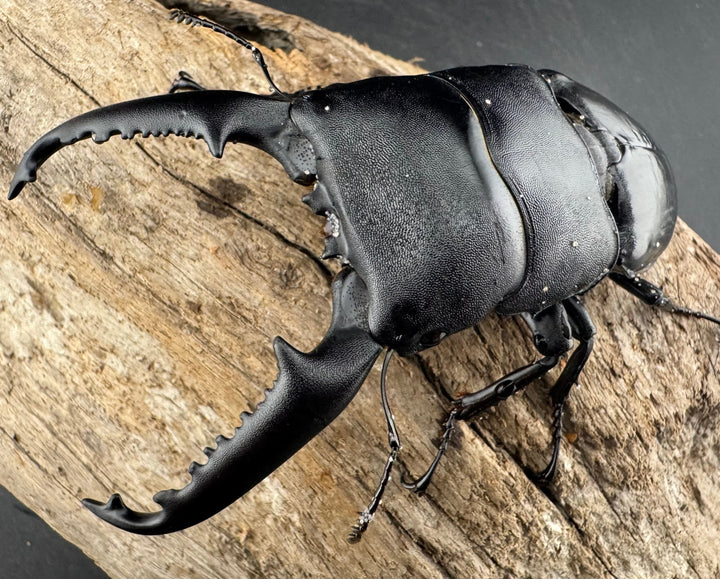 【WD】大型《パラワンオオヒラタ ガントン産 96mm ペア》