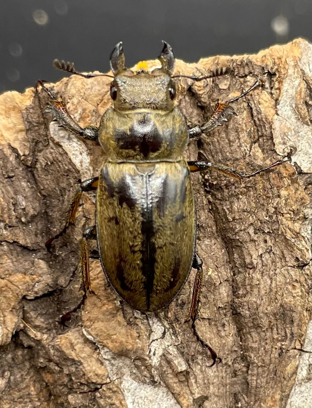 【WD】超貴重《デランミヤマクワガタ原名亜種 25.5mm♀単 A’品》