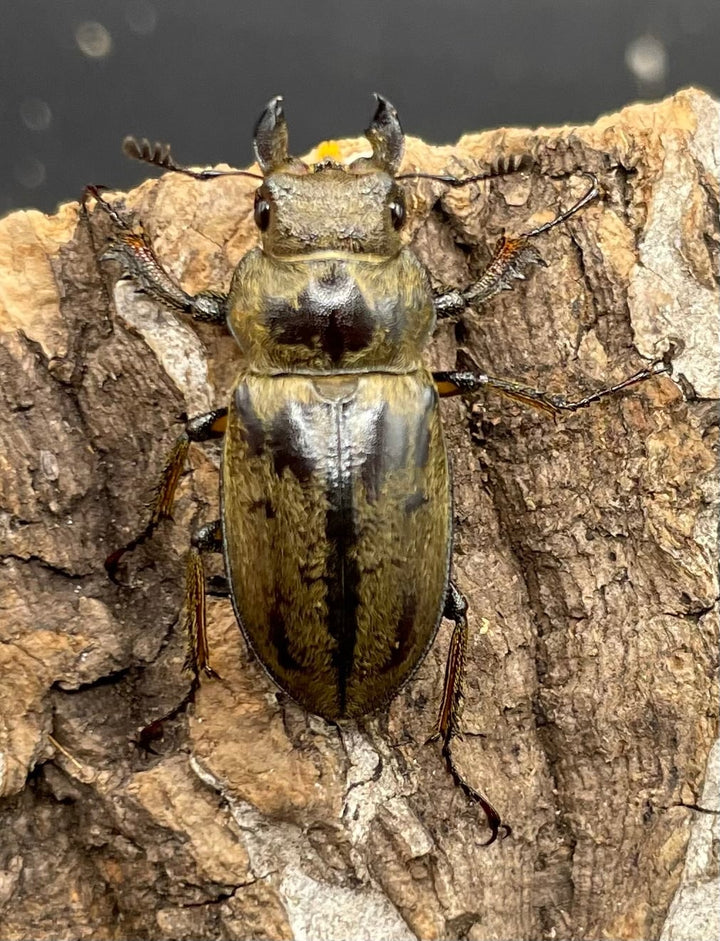 【WD】超貴重《デランミヤマクワガタ原名亜種 25.5mm♀単 A’品》