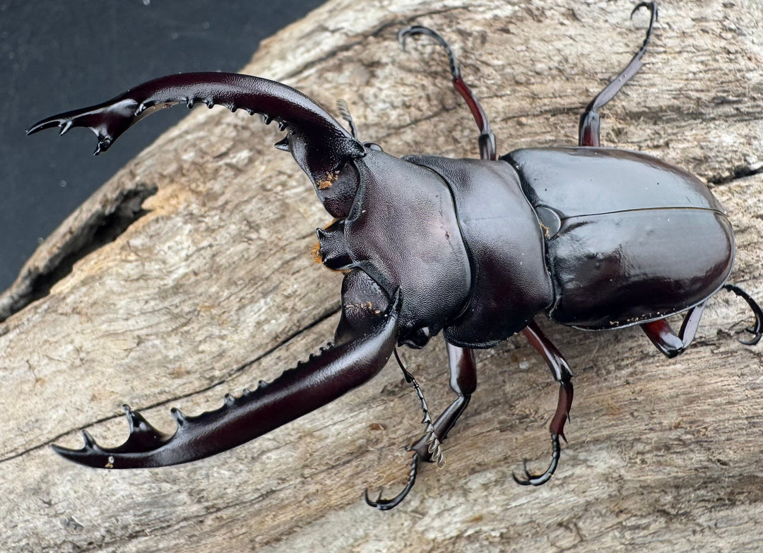 《フォルスターフタマタ原名亜種 73mm ペア》