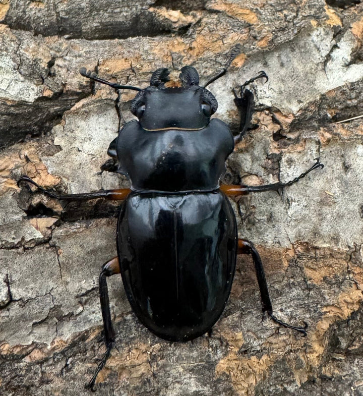 【WD】《インペリアリスツヤ亜種komorii 66mm A’品ペア》