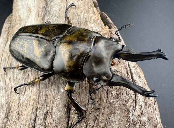 【F0】《ローゼンベルグオウゴンオニクワガタ 72mm ペア》