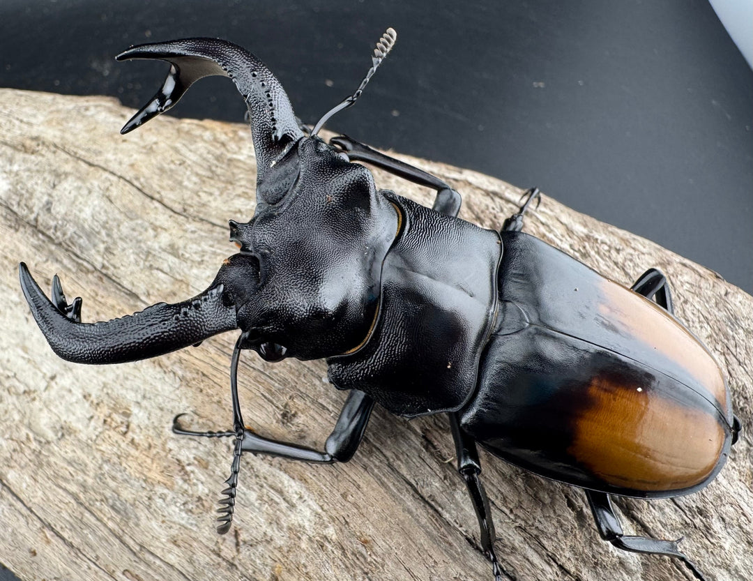 【WD】《セアカフタマタ（パリーフタマタ） 85mm ペア》