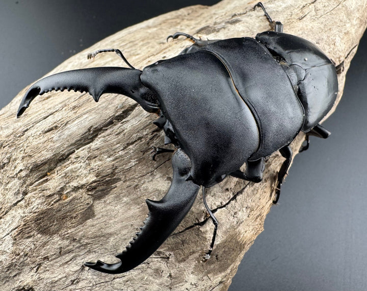 【WD】《ミンダナオヒラタ キダパワン産 93mm ペア》