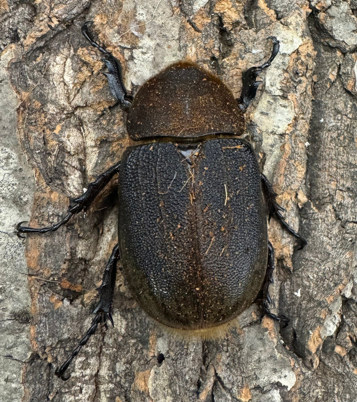 《ヘラクレス・ヘラクレス 144mm ペア》