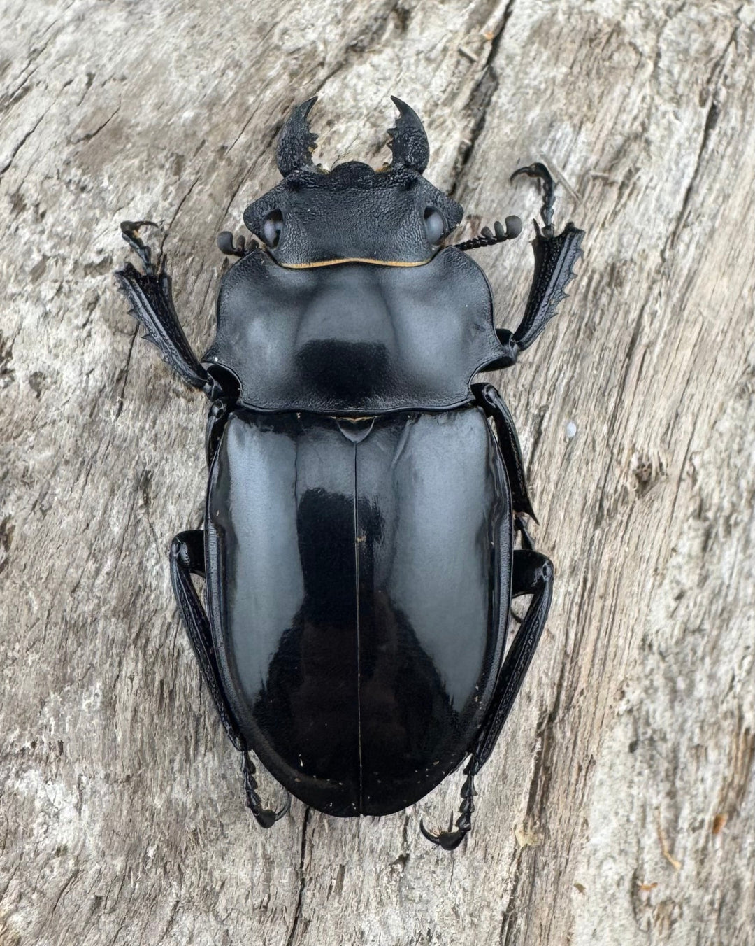 【WD】良型《インターメディアツヤクワガタ パラワン産 90mm ペア》