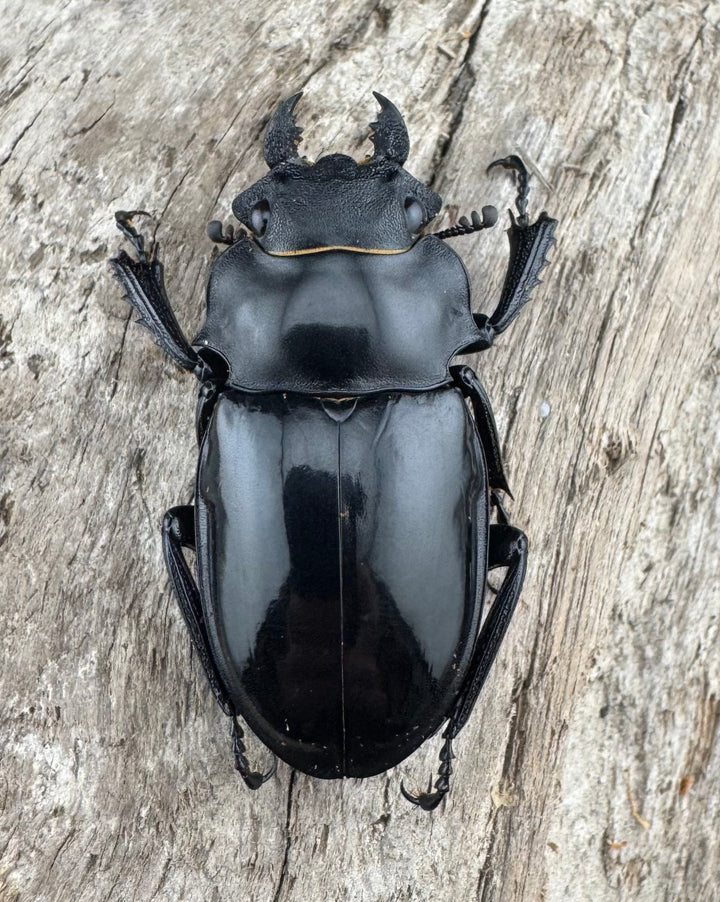 【WD】良型《インターメディアツヤクワガタ パラワン産 90mm ペア》