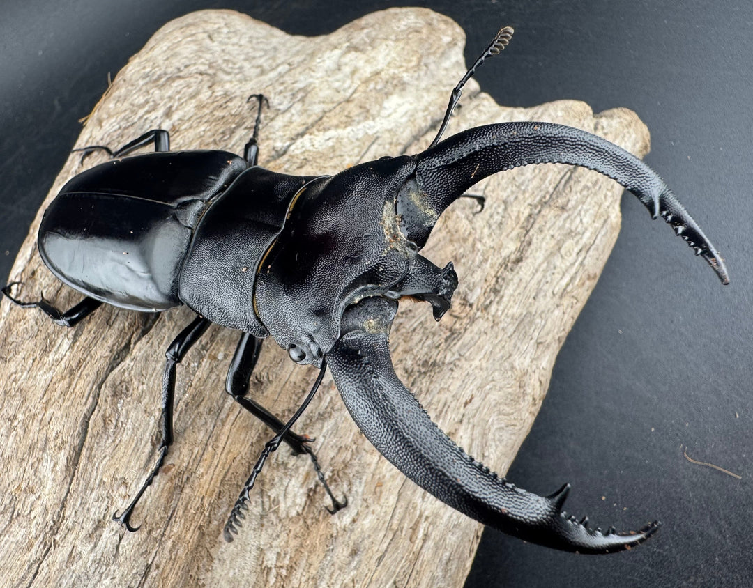 【WD】大型《リノケロスフタマタ 94mm ペア》