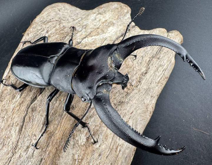 【WD】大型《リノケロスフタマタ 94mm ペア》