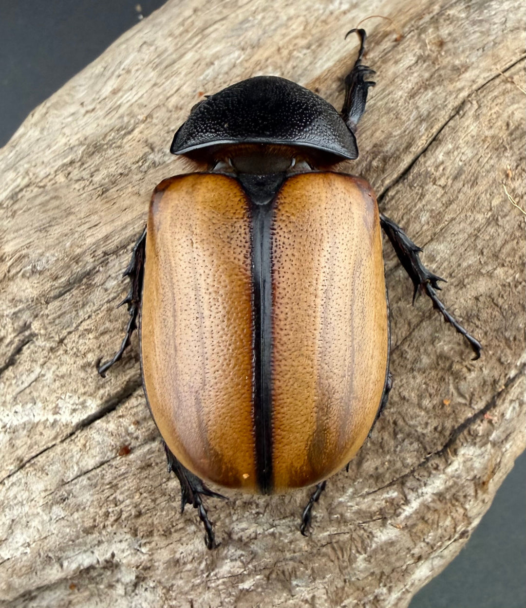 【WD】《ゴホンツノカブト原名亜種 タイ産 83mm ペア》