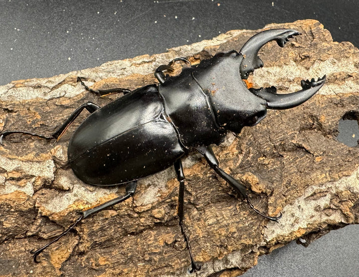 【WD】《アルケスツヤクワガタ 73mm ペア》