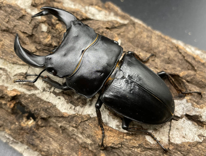 《ホペイオオクワガタ SL血統 73mm ペア》