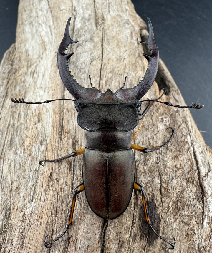 【WD】大型《フォントミヤマクワガタ 61mm ペア》②