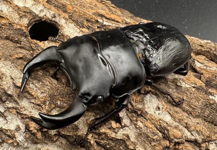 《ホペイオオクワ JS 72mm ペア》