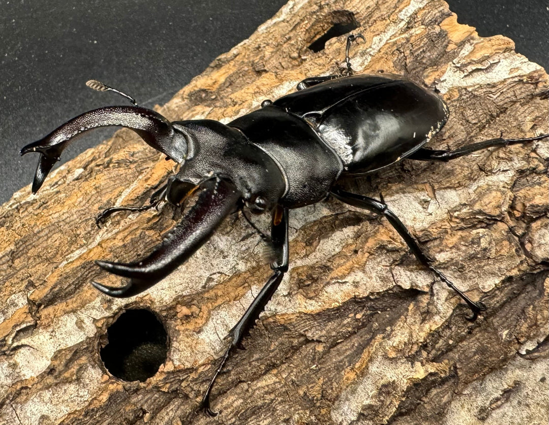 【WD】《ブケットフタマタ 71mm ペア》