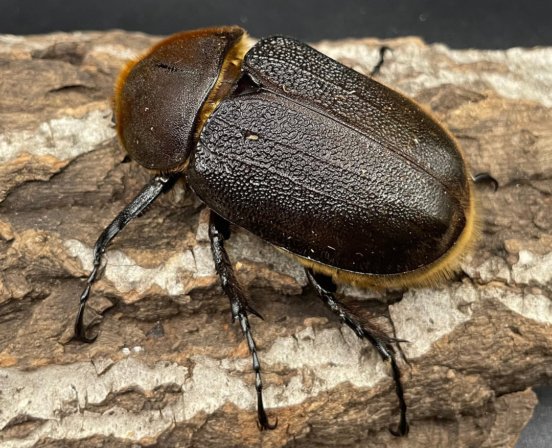 《ヘラクレス・ヘラクレス 143mm ペア》KING HERCULES氏ブリード個体