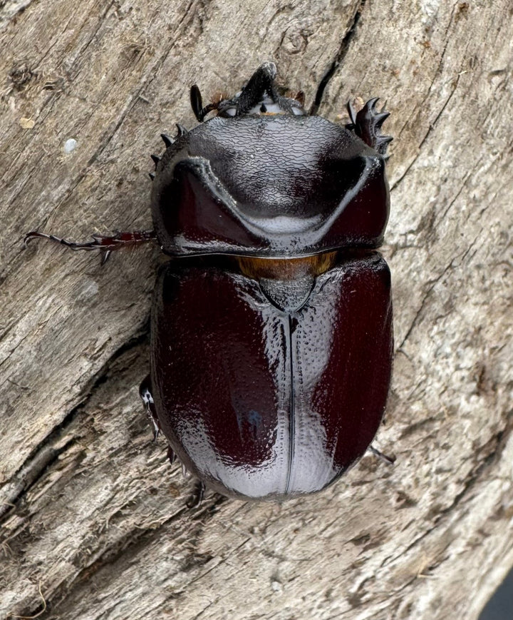 【WD】《クリイロムナコブサイカブト 32mm A'品ペア》