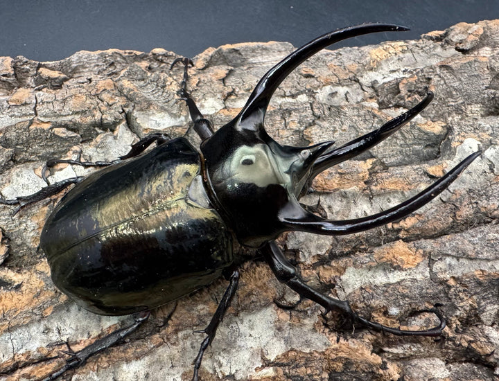 【WD】《ミンダナオアトラスオオカブト 95.5mm ペア》