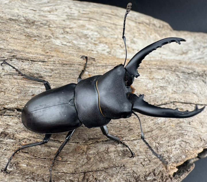 【WD】《トンキンノコギリヒラタ 海南省産 46.5mm ペア》