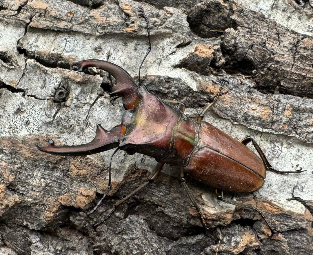 【WD】《ズベールホソアカ ミンダナオ産 46.5mm A'品ペア》