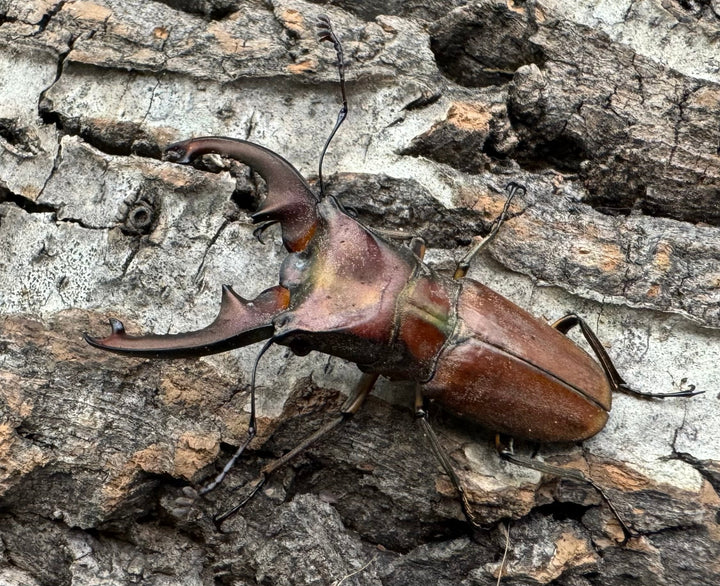 【WD】《ズベールホソアカ ミンダナオ産 46.5mm A'品ペア》