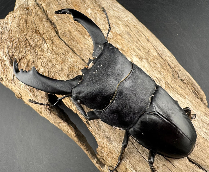 【WD】《ブルーダンヒラタクワガタ 90mm ペア》