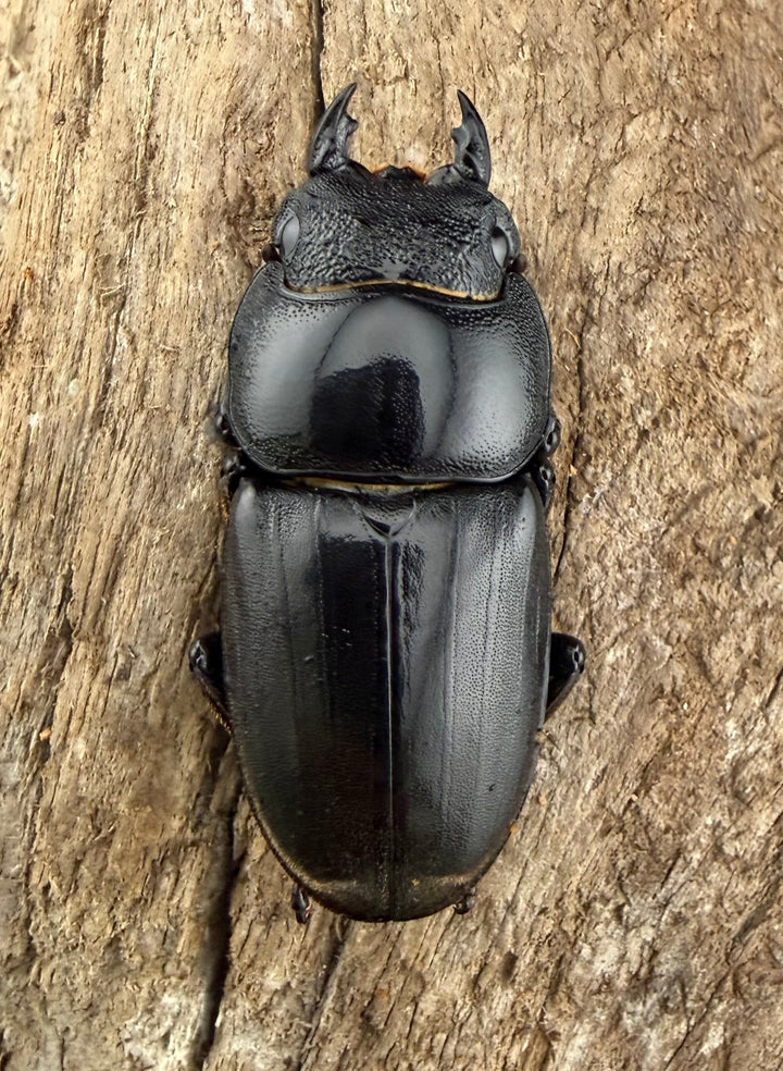 【WF2】《カヤパヒラタクワガタ 84mm ペア》