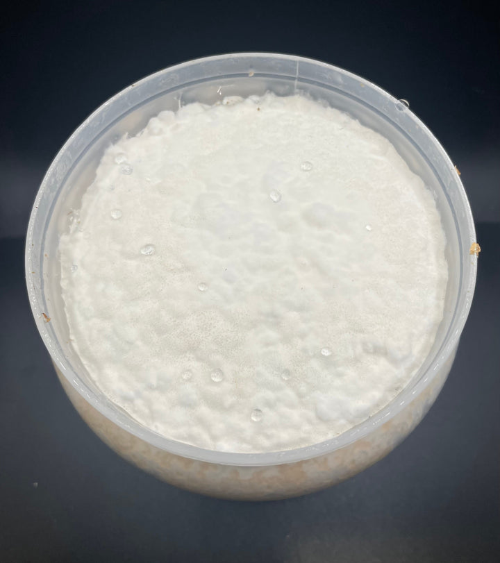 K-ZERO カワラ菌糸ボトル1400cc