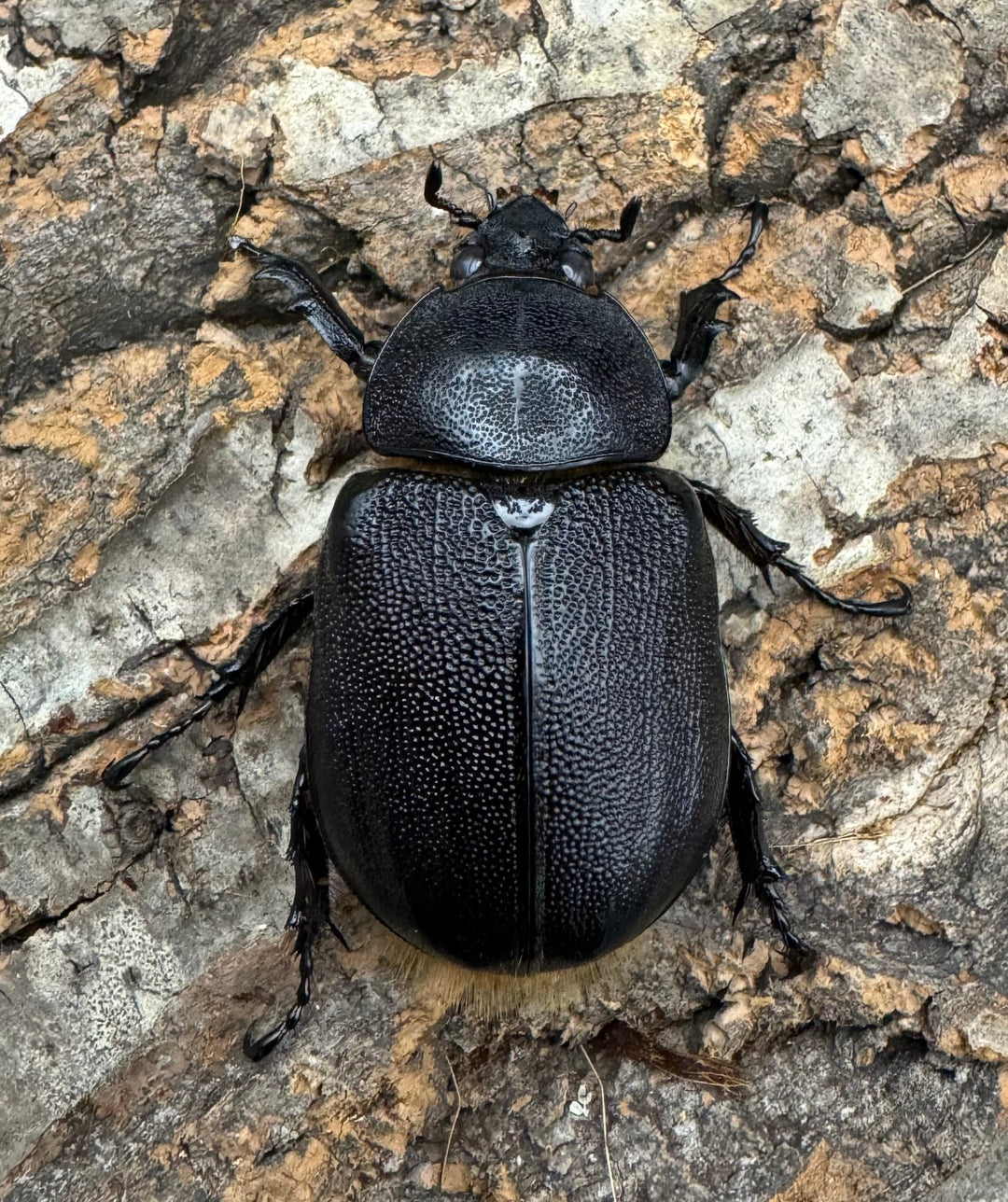 即ブリ《サタンオオカブト 76mm A’品ペア》