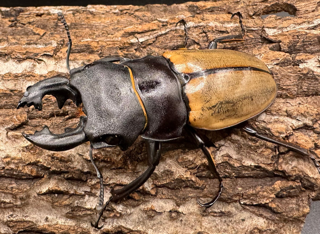 【WD】《カステルナウディツヤクワガタ 79ｍｍ ペア》