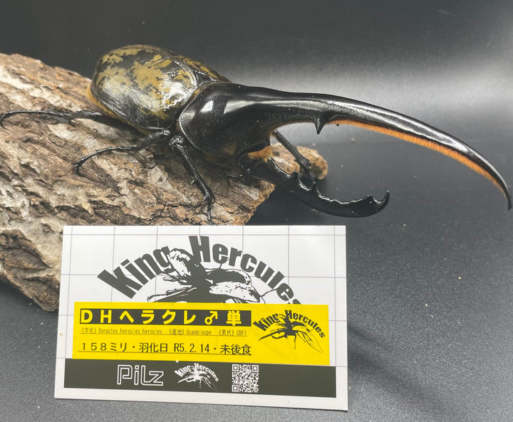 即ブリ《ヘラクレス・ヘラクレス 158mm ペア》