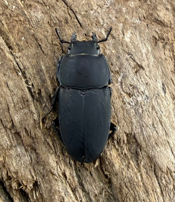 【WF3】《メタドルクス ロトゥンダトゥス 21mm ペア》