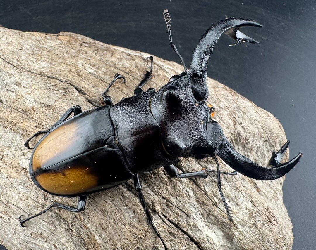 【WD】《セアカフタマタ（パリーフタマタ） 83mm A’品ペア》