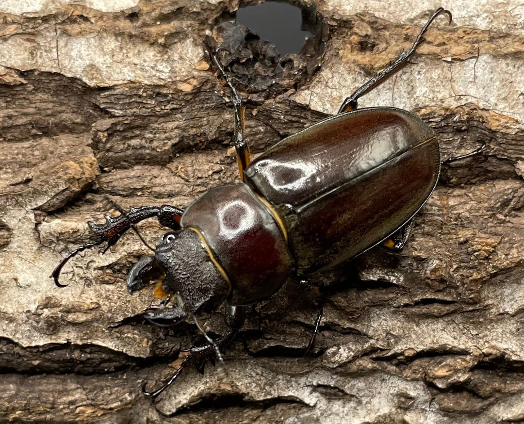 【WD】《ジュシャンミヤマ 49mm ペア》