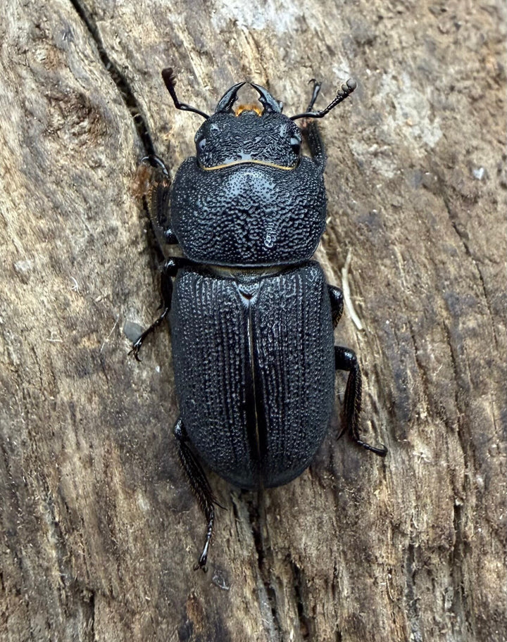 【WD】《ドルクス zhouchaoi（メンシウス ssp.） 24mm ペア》