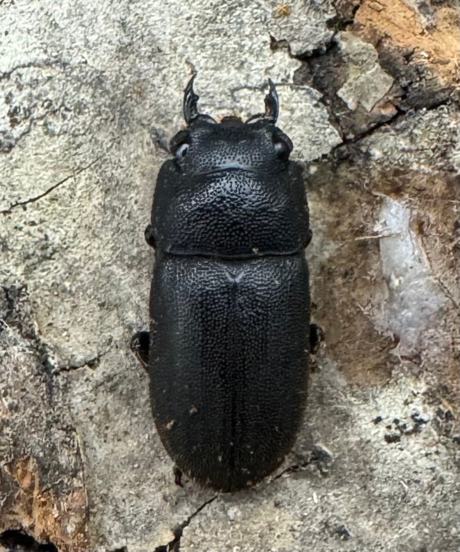 【WD】《フィリピンネブト原名亜種 Free ペア》