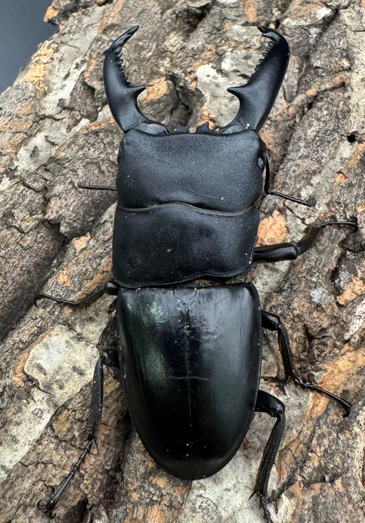 【WD標本用】エラー個体《パラワンオオヒラタ 81mm ペア》