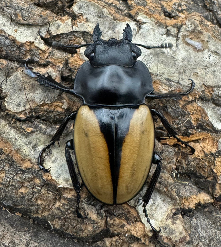 【WD】《モウホツヤクワガタ亜種エレガンス 72mm ペア》