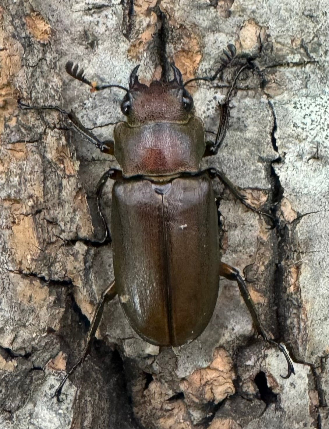 【WD】《クプレオニテンスホソアカクワガタ 34mm ペア》