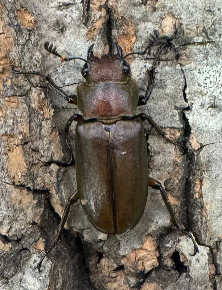 【WD】《クプレオニテンスホソアカクワガタ 34mm ペア》