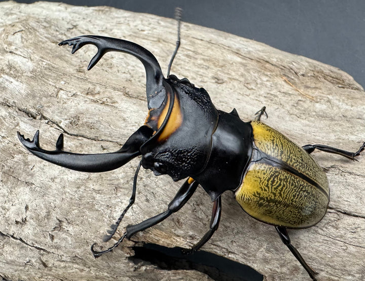 【WD】《スペクタビリスツヤクワガタ 73.5mm ペア》