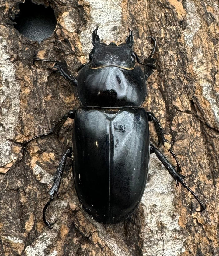 即ブリ《アクベシアヌスミヤマ 66mm ペア》