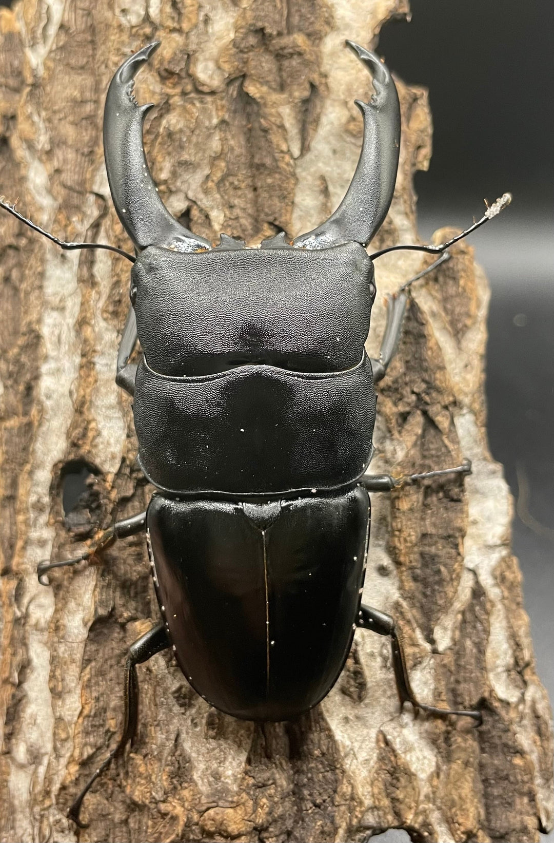 【WD】大型《カマリネスヒラタ 97mm ペア》